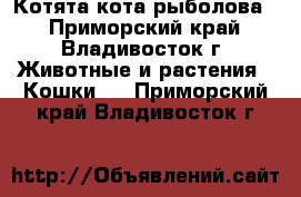 Котята кота-рыболова. - Приморский край, Владивосток г. Животные и растения » Кошки   . Приморский край,Владивосток г.